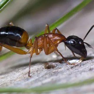 Уничтожение муравьев Лыткарино